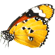 https://petspoopwescoop.com/wp-content/uploads/2019/08/butterfly.png